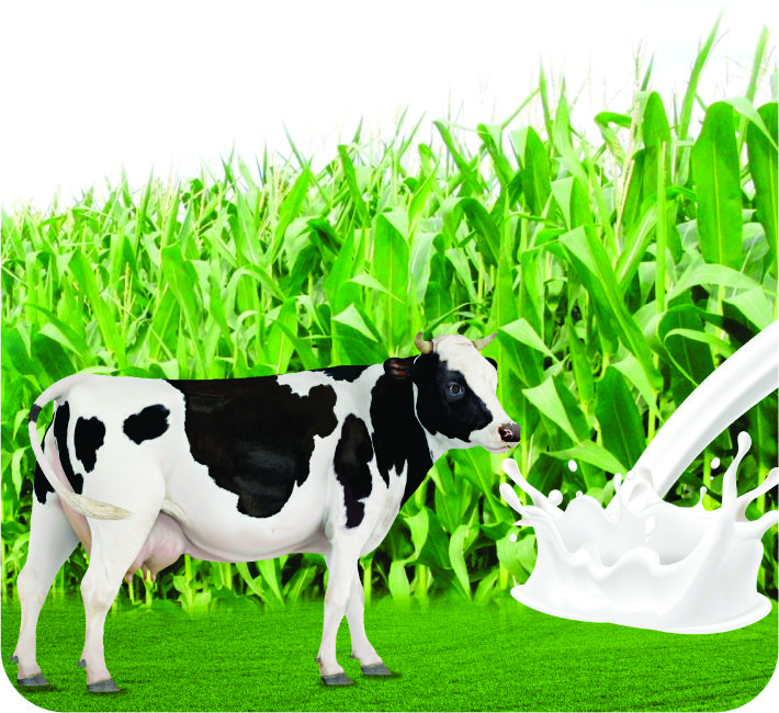 FORAGE MAIZE - AS-210 F1 HYBRID