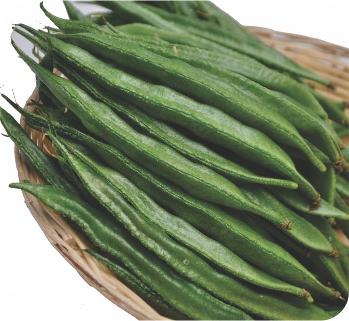 POLE DOLICHOS - TRISHUL