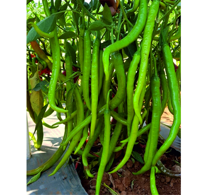 CHILLI – AS-02 F1 HYBRID