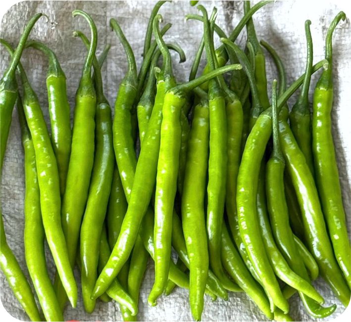 CHILLI – SITHA - 250 F1 HYBRID