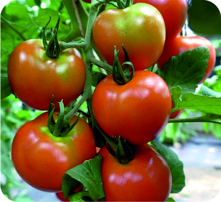 TOMATO - SONAM  F1 HYBRID