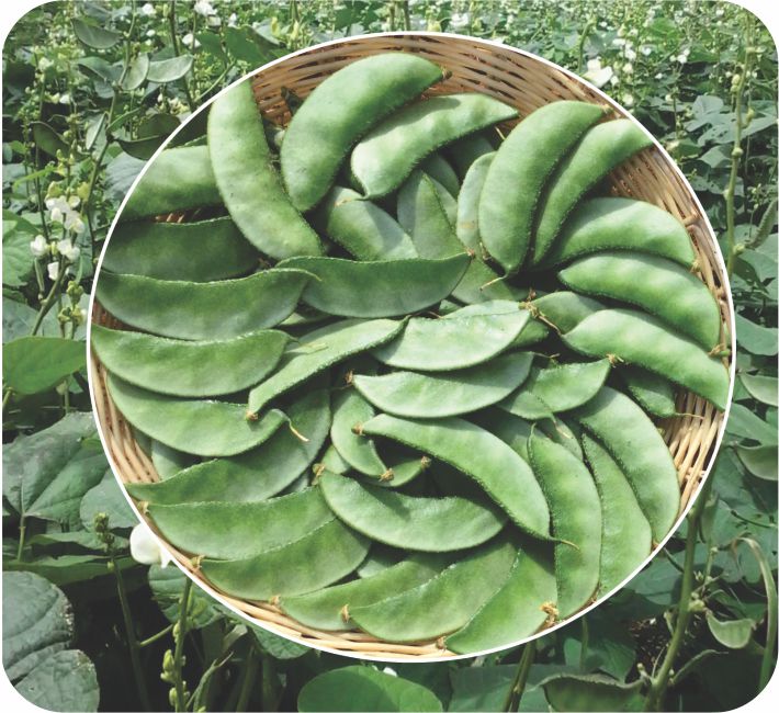 BUSH DOLICHOS - HA-3