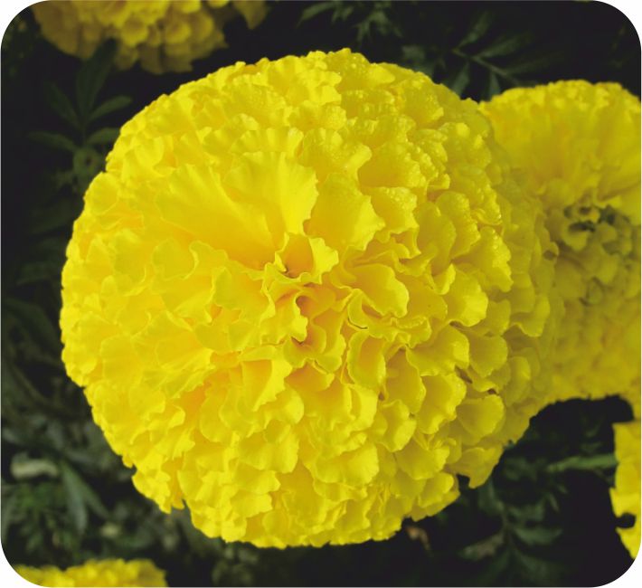 MARIGOLD – ASHOKA YELLOW F1 HYBRID