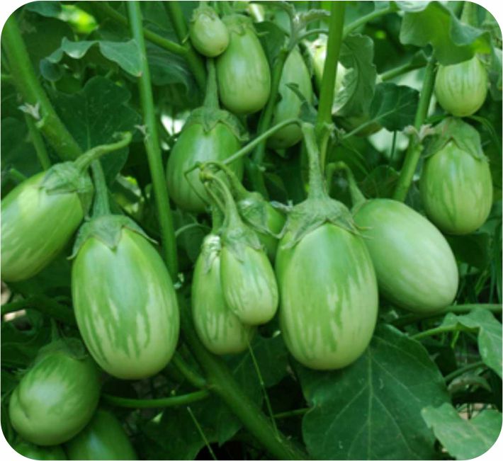BRINJAL – UTSAV F1 HYBRID