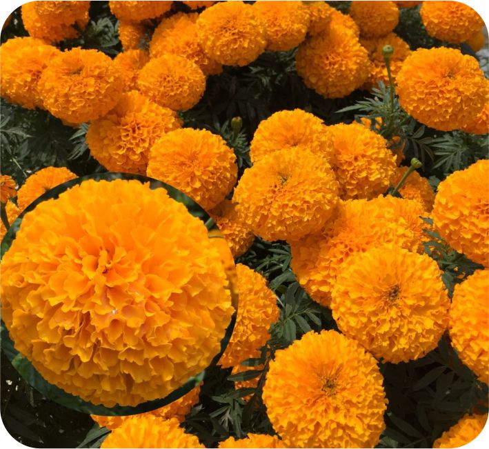 MARIGOLD – ASHOKA ORANGE F1 HYBRID