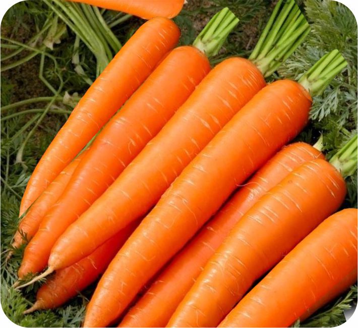 CARROT – ORANGE BEAUTY F1 HYBRID
