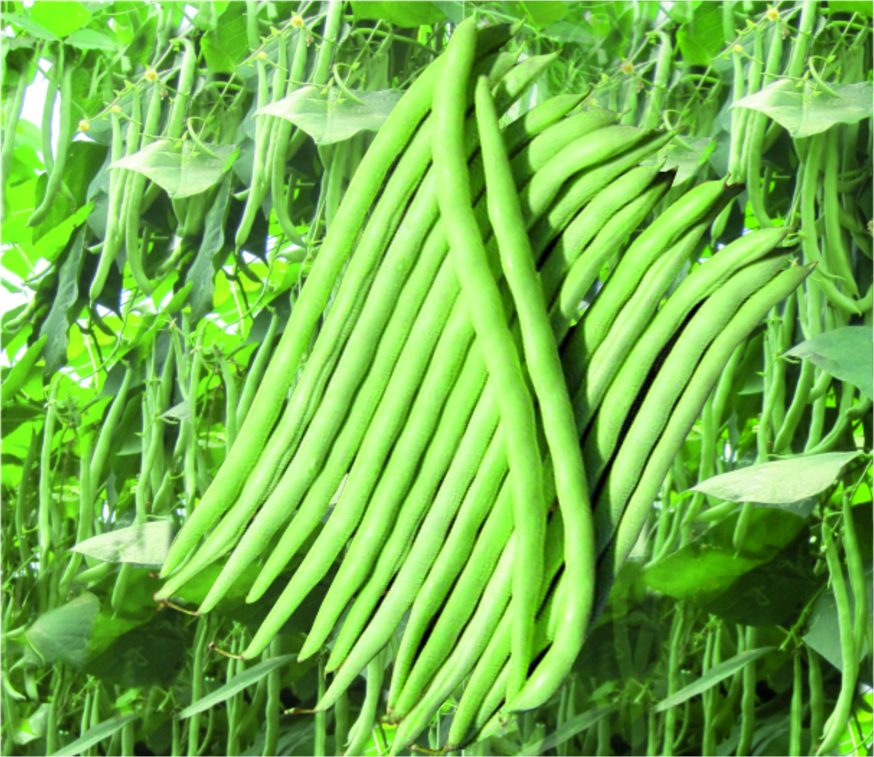 POLE BEAN - NZ SUPER KING