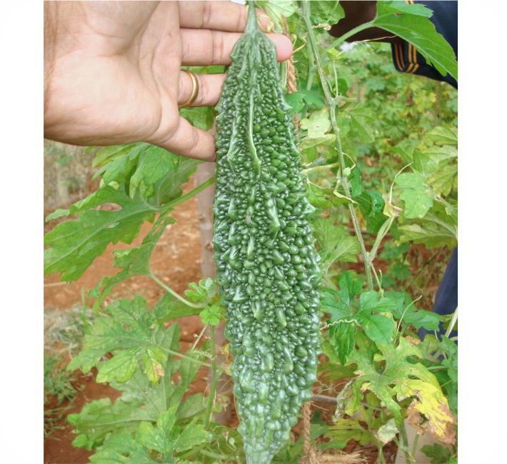 BITTER GOURD – 309 F1 HYBRID