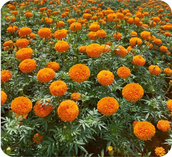 MARIGOLD – SUPER BALL ORANGE F1 HYBRID