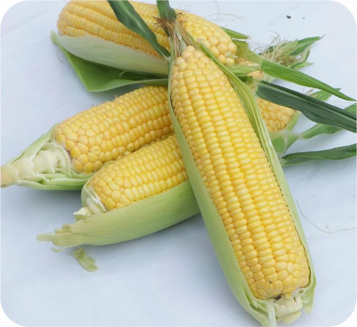 SWEET CORN - ASHOKA MALTOSE F1 HYBRID