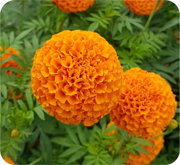 MARIGOLD – SRIGANDHA F1 HYBRID