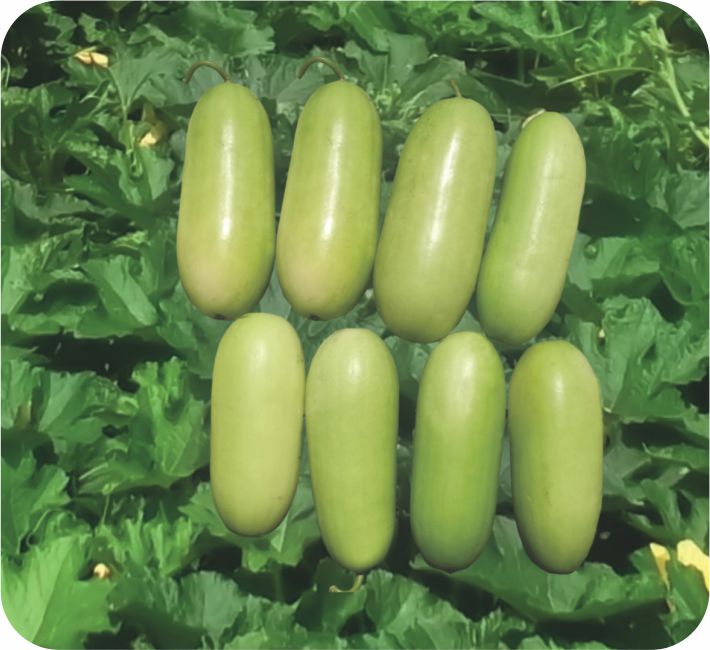 WAX GOURD – RUBY  F1 HYBRID