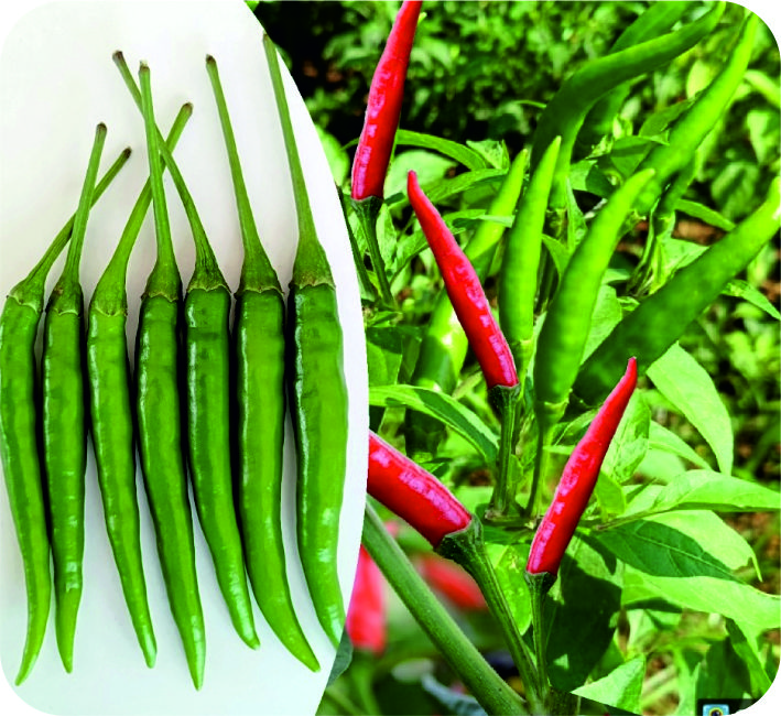 CHILLI – AS-432 (Upright) F1 HYBRID