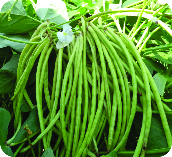 COWPEA - WINNER