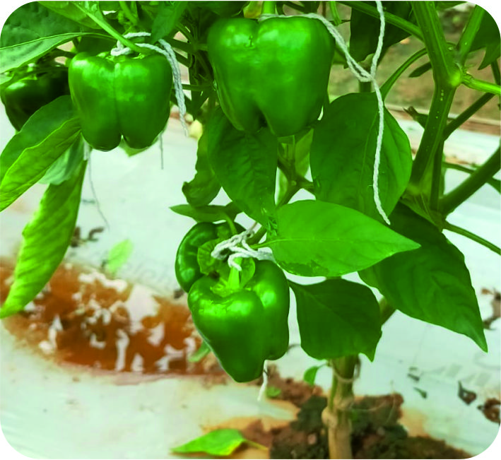 CAPSICUM – ELEPHANT (F-1 HYB)