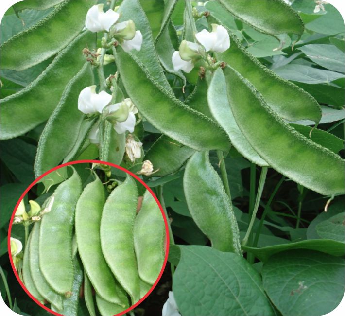 BUSH DOLICHOS - BOBBY