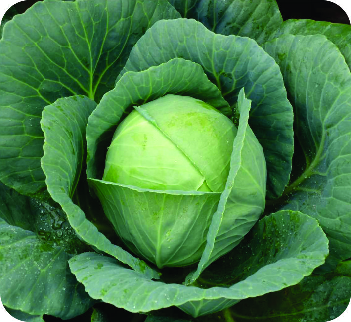 CABBAGE – MARSHAL F1 HYBRID