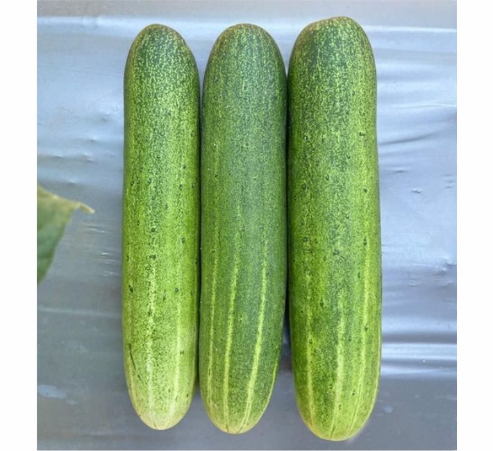 CUCUMBER - AS-806  F1 HYBRID