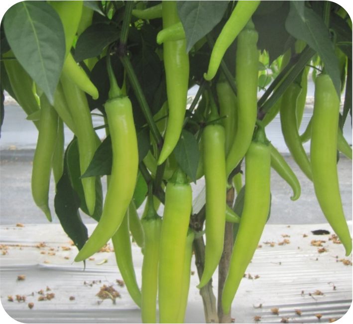 CHILLI – NISHA F1 HYBRID