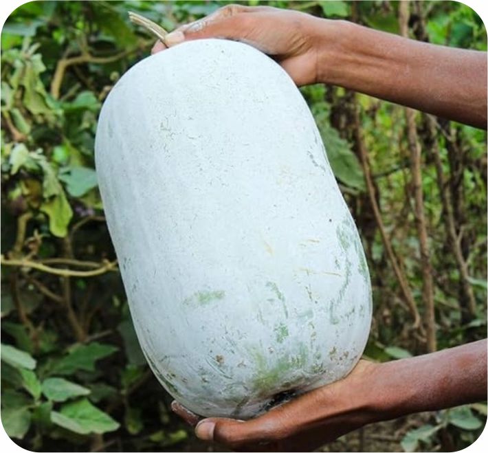 ASH GOURD – ARPITHA F1 HYBRID