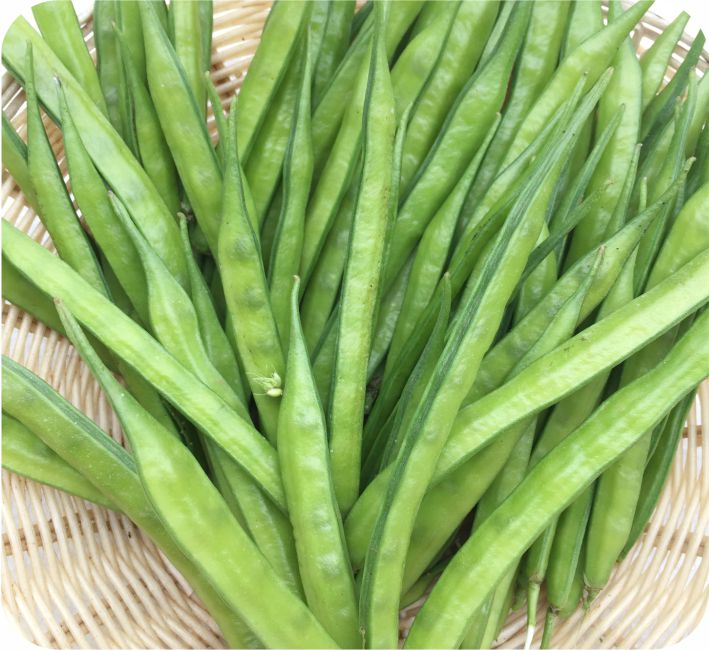 CLUSTER BEAN – SHOBHA - 61 RESEARCH