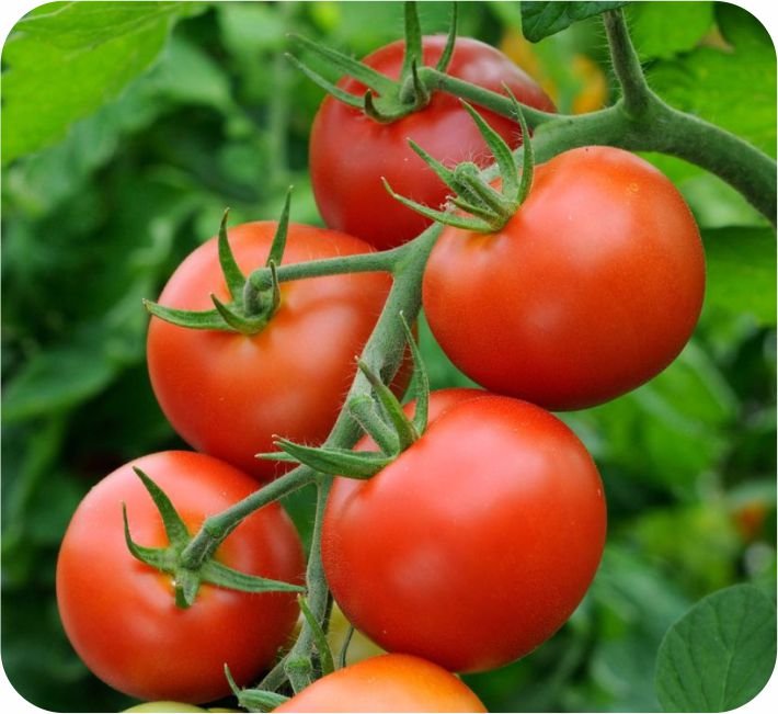 TOMATO - ABHI F1 HYBRID