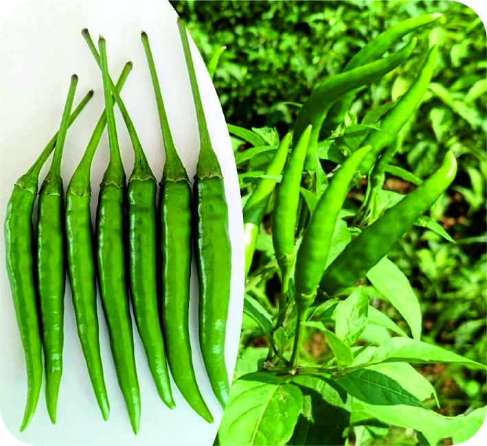 CHILLI – AS-441 (Upright) F1 HYBRID