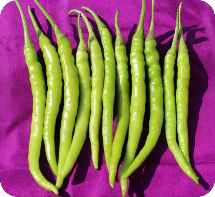 CHILLI – ASHOKA SHREE F1 HYBRID
