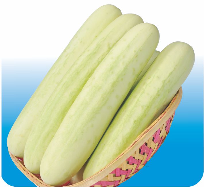 CUCUMBER - SNOW WHITE F1 HYBRID