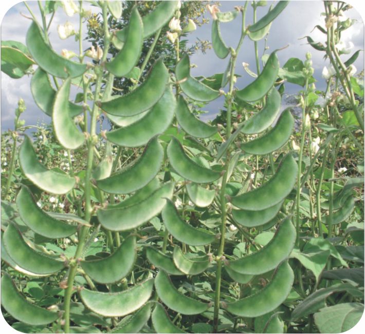 BUSH DOLICHOS - HA-04