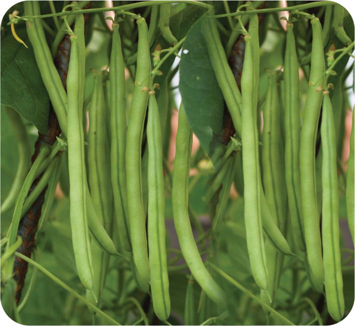 BUSH BEAN - AFA-10