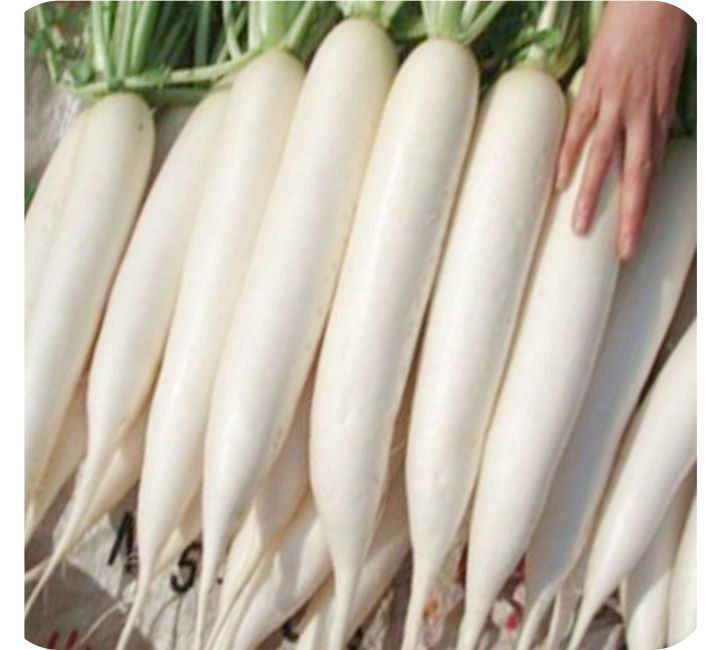 RADISH - KOREA KING F1 HYBRID