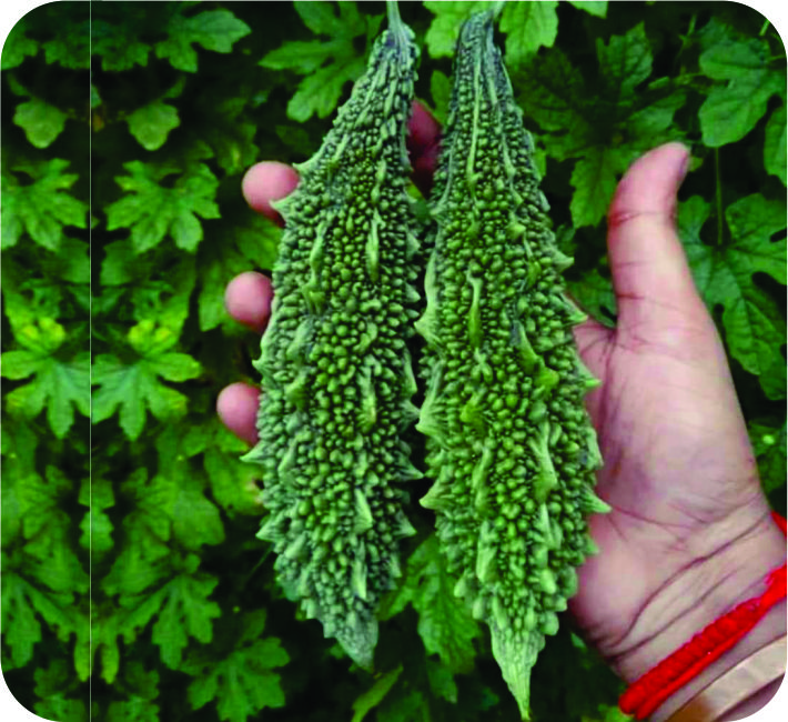 BITTER GOURD – AMAN  F1 HYBRID