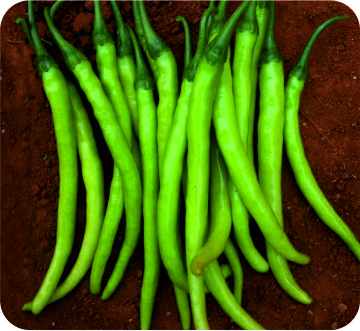 CHILLI – KRISHNA-289 F1 HYBRID