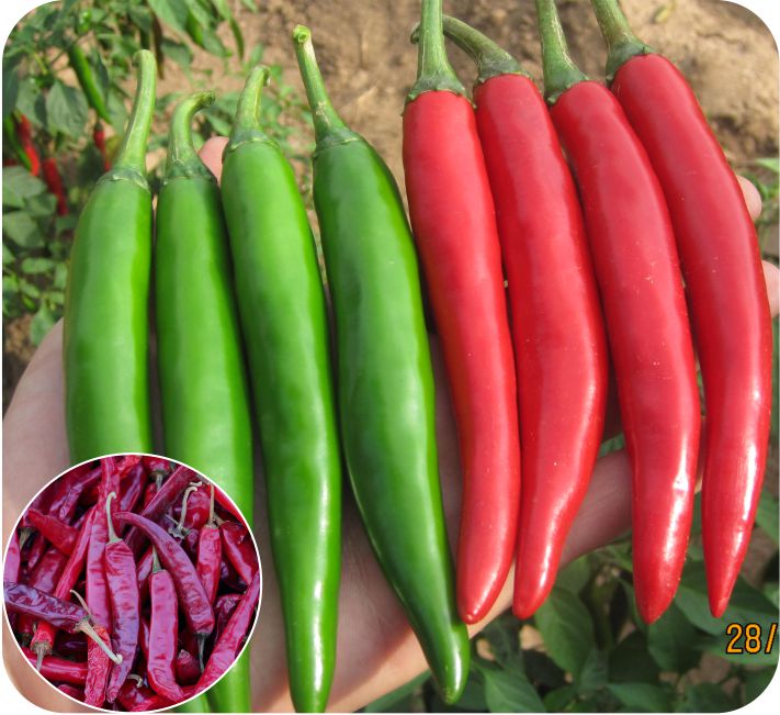 CHILLI – DEEPA F1 HYBRID
