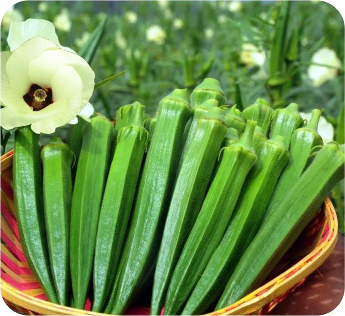 BHENDI - RUDRA F1 HYBRID