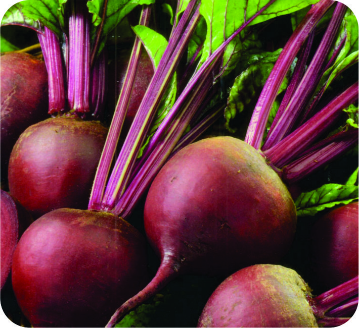 BEET ROOT – RED MAN IMPORTED
