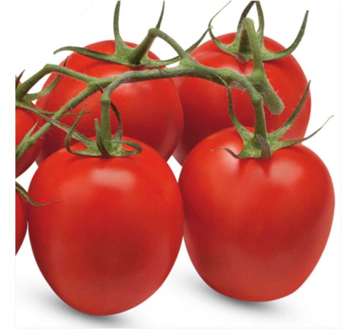 TOMATO – 685 F1 HYBRID
