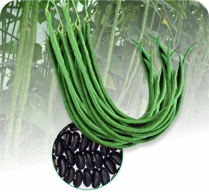 YARD LONG BEAN - YL-24