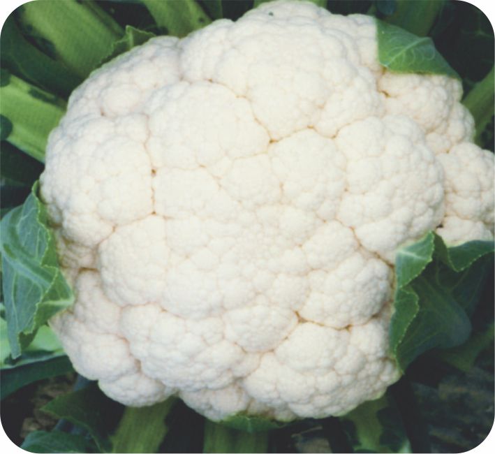 CAULIFLOWER – A-1 F1 HYBRID