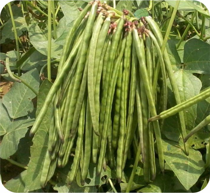 COWPEA - ALANKAR