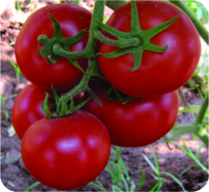 TOMATO – HIMAGIRI F1 HYBRID