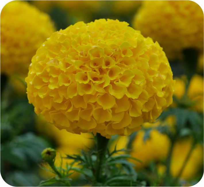 MARIGOLD – VITHOBA YELLOW  F1 HYBRID