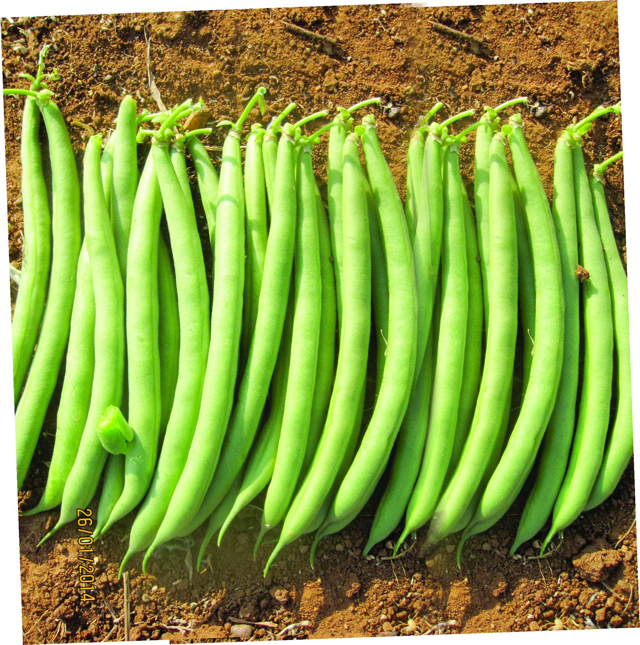 BUSH BEAN - ASHA