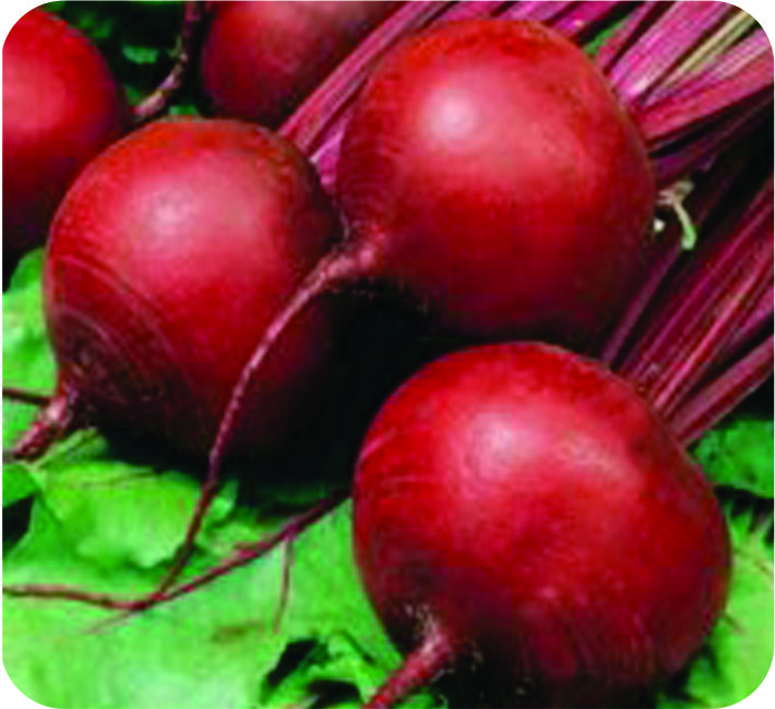 BEET ROOT – RUBY QUEEN  IMPORTED