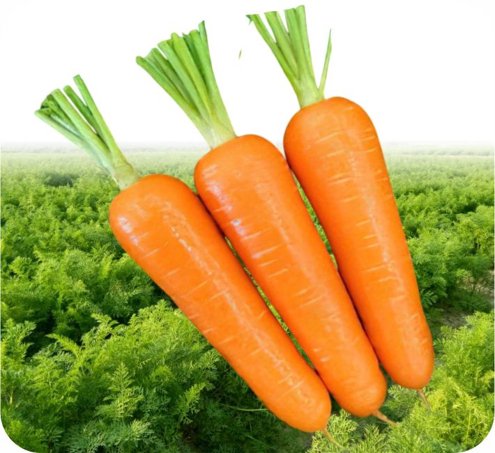 CARROT – ASHOKA RESEARCH - 111